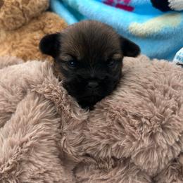 Teddy - Brown male Shihpoo puppy in Denver, Colorado from Angel babies