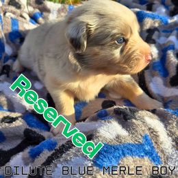 3 Musketeers - Blue merle male Australian Shepherd puppy in Abilene, Texas from S&K Aussies N' Rotties