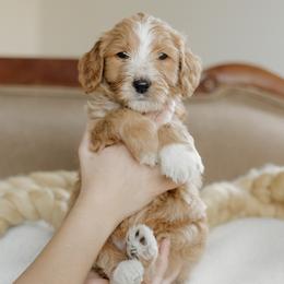 Boy 3 - male Goldendoodle puppy in Hiddenite, North Carolina from Rose and Reid Doodles