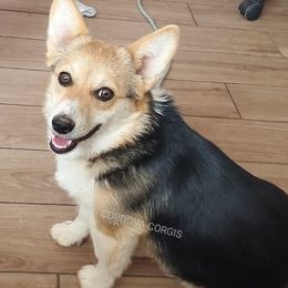Roxy - Pembroke Welsh Corgi