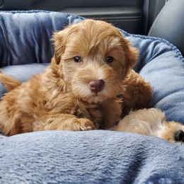 Goldendoodle Puppies from Doodles of NY
