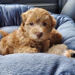 Goldendoodle Puppies from Doodles of NY