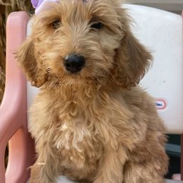 Mercedes - Apricot female Irish Doodle puppy in Home, Pennsylvania from Plum Creek Acres Next Generation