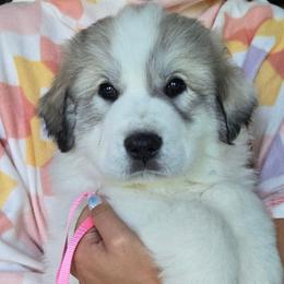 Tank - White and badger female Great Pyrenees puppy in Antwerp, New York from Empyre Great Pyrenees