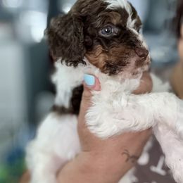 Aussiedoodle, Bernedoodle, Goldendoodle, and Poodle Puppies from Vallevistadoodles