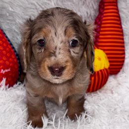 Orange collar - Chocolate and tan male Dachshund puppy in Chicago, Illinois from RGZ Doxies