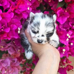 Boy1 - Blue merle male Pomeranian puppy in Los Angeles, Santa Clarita, California from LT_Poms
