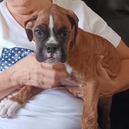 Boy 6 semi flashy brindle - Brindle male Boxer puppy in Morriston, Florida from Like The Wind Boxers