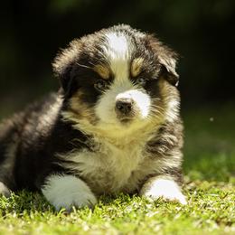 Cobra - Black tri male Miniature American Shepherd puppy in Franklinville, North Carolina from Fine Hill Miniature Americans