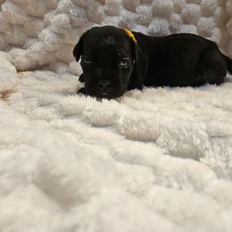 Yellow collar - Black female Cane Corso puppy in Fritch, Texas from Carrie Brown's Cane Corsos