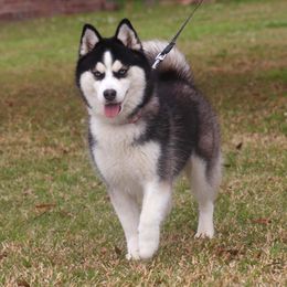 Luna - Pomsky