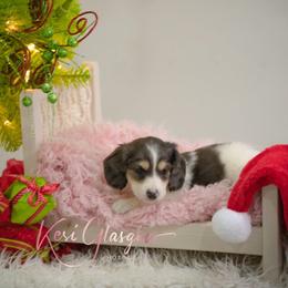 Henry full akc available - Piebald male Dachshund puppy in Knox City, Missouri from Brittney's Dachshunds