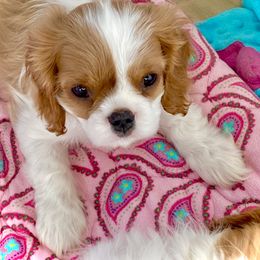 Cavalier King Charles Spaniel Puppies from Bella Fleur Cavaliers