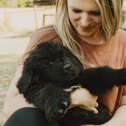 Newfoundland Puppies from Rainshadow Newfoundlands
