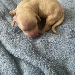 Girl 1 - Cream female Dachshund puppy in Navarre, Florida from Sonia’s Creamsicle Dachshunds
