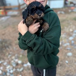 Gummy Bear- pink collar - Phantom female Bernedoodle puppy in Colorado Springs, Colorado from Mercy Mountain Bernedoodles