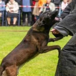 Nero - Belgian Malinois