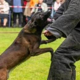 Nero - Belgian Malinois