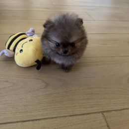 Stormy - Orange sable female Pomeranian puppy in Fresno, California from M&M Pom