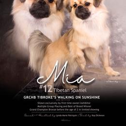 Mia - Tibetan Spaniel