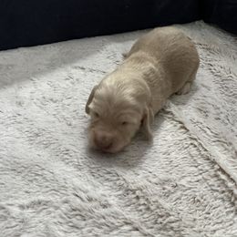 Brody - Cream Dachshund puppy in Sanford, Florida from Tammy's Dachshunds