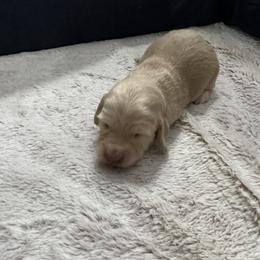 Brody - Cream Dachshund puppy in Sanford, Florida from Tammy's Dachshunds