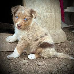 Trump - Red merle male Border Collie puppy in Lakeport, California from Akins Aussies/Wild Rose Ranch