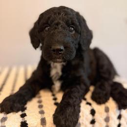 Cooper - Black male Goldendoodle puppy in Fruitland Park, Florida from Doodlepark