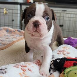 Bear - Seal and white male Boston Terrier puppy in Katy, Texas from Mei's Boston Terriers