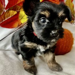 Olivia - Black and tan female Yorkshire Terrier puppy in Riverside, California from Empire Yorkies