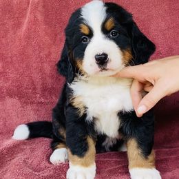Girl 1 - Black rust and white female Bernese Mountain Dog puppy in Bristol, Tennessee from Holston Hollow Farm