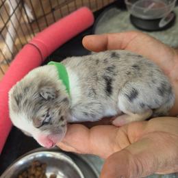 Girl 3 - Sable merle female Border Collie puppy in Bradley, South Carolina from DiCola Farm