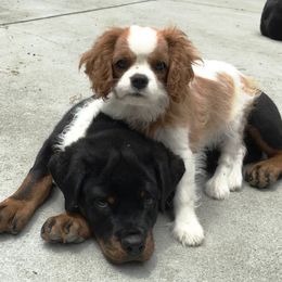 Cavalier King Charles Spaniel and Rottweiler Puppies from Nighthawk Rottweilers & Cavalier King Charles Spaniels