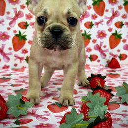 Havoc - Fawn and white female French Bulldog puppy in Rockville, Indiana from Blaze Of Glory Bostons & Frenchies