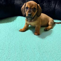 Lucy - Red female Dachshund puppy in Fayetteville, North Carolina from Army of Dachshunds