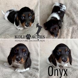 Onyx - AKC - Piebald male Dachshund puppy in Kemp, Texas from Koli Acres