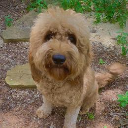 Daisy - Goldendoodle