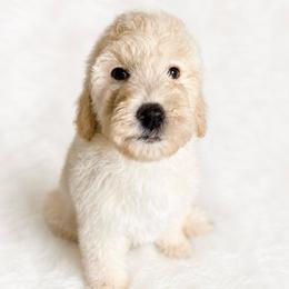 Brown collar - Cream male Goldendoodle puppy in Christiana, Tennessee from Rechlicz Family Doodles