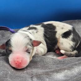 Purple Collar BMF - Blue merle female Miniature American Shepherd puppy in Lexington, Kentucky from Deuce's Den