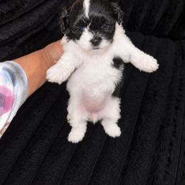 Oreo - Black and white female Shihpoo puppy in Sumter, South Carolina from DWS KENNEL SERVICES
