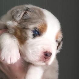 Winter - Blue merle female Australian Shepherd puppy in Georgetown, Texas from River Reign Australian Shepherds