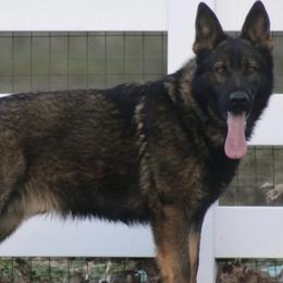 German Shepherd All Grown Up from D.S. Canine