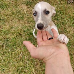 Paige - White and blue fawn female Whippet puppy in Sweet Home, Oregon from Imperialis Kennels