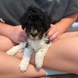 Boy 2 - Black and white male Cockapoo puppy in Dahlonega, Georgia from Loveable Cockapoos