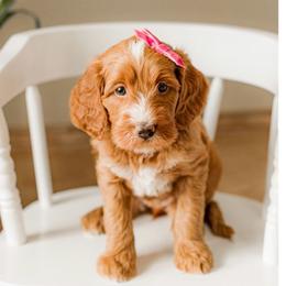 Breezy - Red  female Goldendoodle puppy in Apopka, Florida from The Classic Doodle