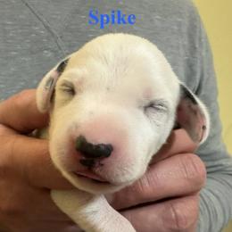 Spike - White and black male Dalmatian puppy in New Jersey from Prestige Dalmatians