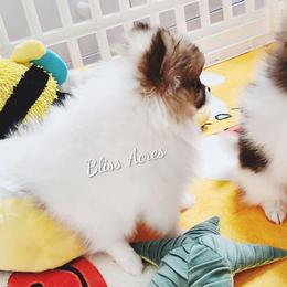 Princeton - Cream sable parti male Pomeranian puppy in Ponca City, Oklahoma from Bliss Acres Farm