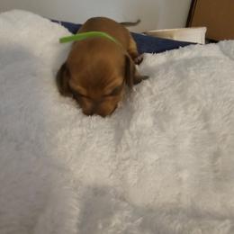 Molly - Chocolate female Dachshund puppy in Strong, Arkansas from Dachshunds R Us