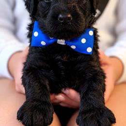 Mr. Blue Collar - Black male Australian Labradoodle puppy in Wake Forest, North Carolina from Lucky Country Labradoodles