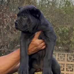 Grey Male 2 - Gray male Cane Corso puppy in California from Donato Kennels